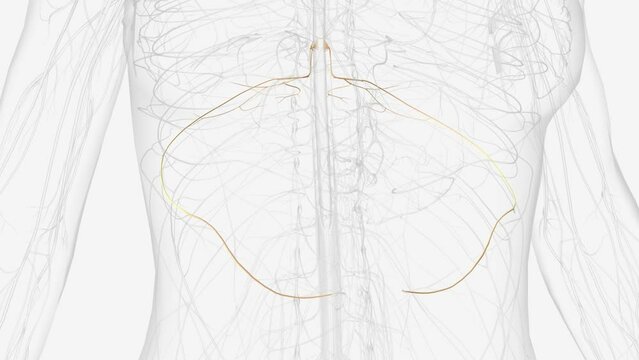 3D rendered medical animation of male anatomy - vagus nerves. plain black background. professional studio lighting. rotation .