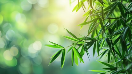 Obraz premium frame of fresh green bamboo leaves isolated on blurred abstract sunny background banner, nature scene with asian spirit and copy space