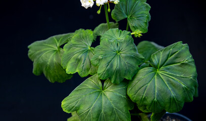 White varietal geranium on a black background,
