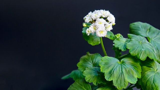 White varietal geranium on a black background,