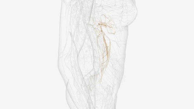 The abdominal viscera are innervated, as all viscera are, by the autonomic nervous system. The parasympathetic innervation is delivered by the vagus .