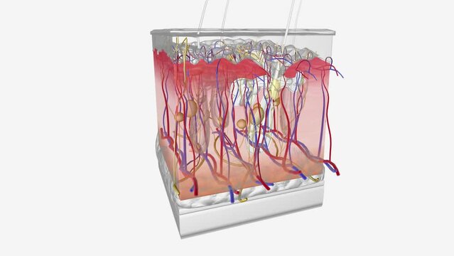 The dermis is a connective tissue layer sandwiched between the epidermis and subcutaneous tissue.