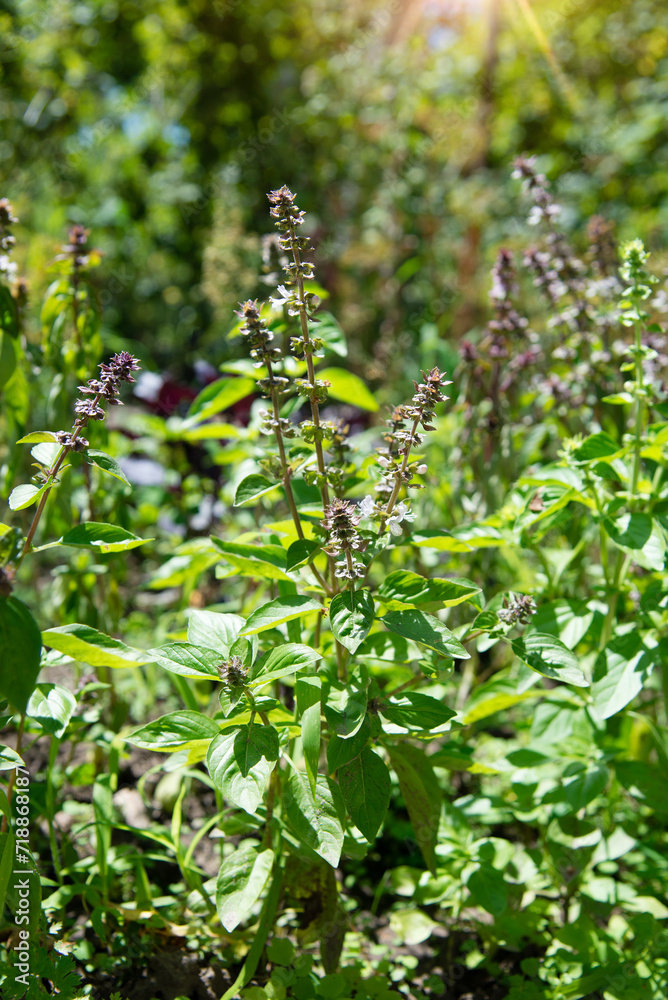 Sticker Fresh basil with flowers in the garden. Harvest, growing vegetables in the country. Vitamins and healthy food