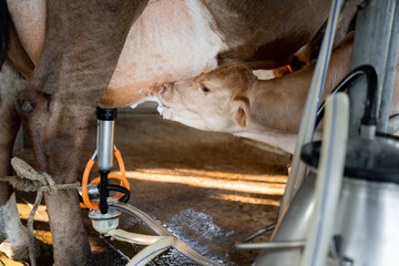 Calf Nursing a Cow with Milking Machine in Dairy Farm