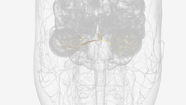 The oculomotor nerve is the third cranial nerve (CN III) .