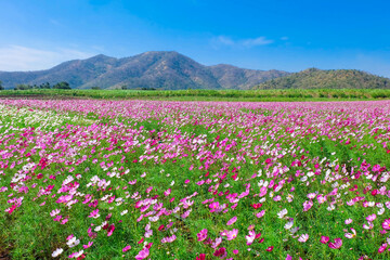 Obraz premium Beautiful flower gardens in the season of tourism.