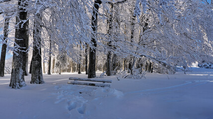 Waldrand im Winter mit Tiefschnee - Winterlandschaft mit Schnee und Sonne