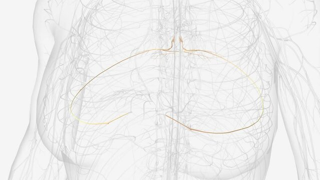 The spinal nerves spring from the medulla spinalis, and are transmitted through the intervertebral foramina .