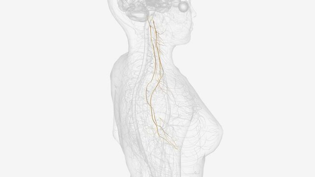 The vagus nerve (cranial nerve CN X) is the longest cranial nerve in the body, containing both motor and sensory functions in both the afferent and efferent regards