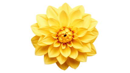 yellow flower close-up isolated on a white background, minimal art