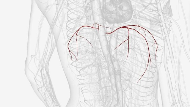 The superior phrenic artery is a bilaterally paired artery of the thoracic cavity .