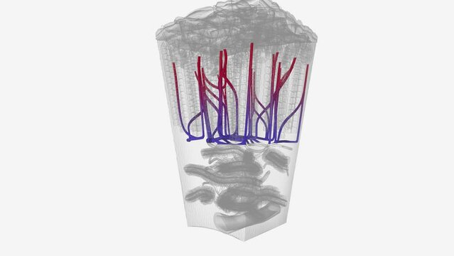 Sinusoidal capillaries, sometimes referred to as sinusoids, or discontinuous capillaries, have endothelial linings with multiple fenestrations .