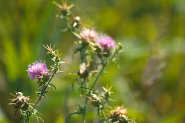 Closeup of red star thistle flowers with green blurred plants on background