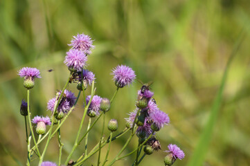 Closeup of creeping thistle flowers with green blurred plants on background