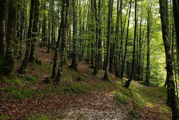 Irati forest the second largest beech-fir forest in Europe Navarre, Spain