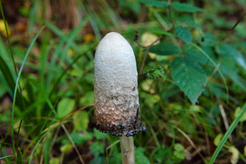 Close-up of a Coprinus mushroom in the grass. Photo taken in the irati forest, the second largest beech-fir forest in Europe. Navarra, Spain.
