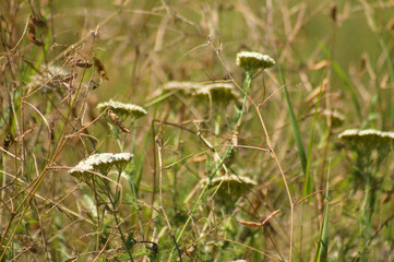 Closeup of common yarrow flowers with selective focus on foreground