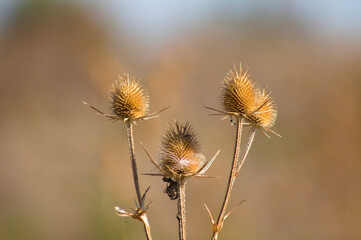 Closeup or three brown cutleaf teasel dried seeds with blurred background