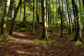 Irati forest the second largest beech-fir forest in Europe Navarre, Spain