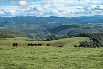 Horses grazing in the Navarre Pyrenees, Baztan Valley. Spain
