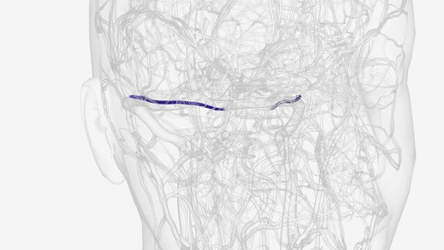 The superior petrosal sinus is one of the dural venous sinuses located beneath the brain .
