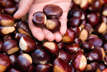 Girl with chestnuts in her hands, freshly collected on the ground. Free chestnuts.