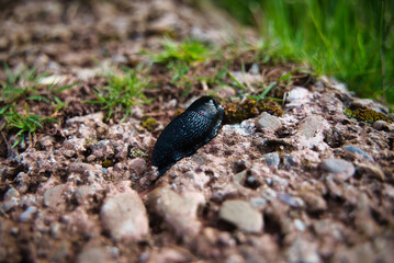 The common slug (Arion ater) is a species of gastropod mollusk in the family Arionidae.