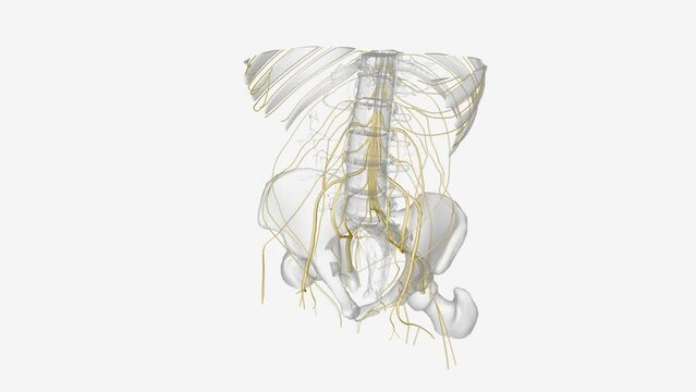 The somatic nervous system (SNS) includes all nerves that run to and from the spinal cord .