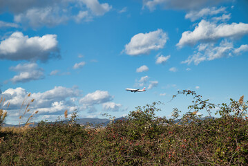 Fototapeta premium Plane flying arriving at the airport, image with vegetation silhouette