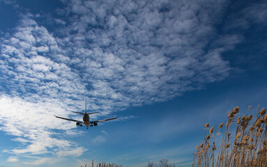 Plane flying arriving at the airport, image with vegetation silhouette
