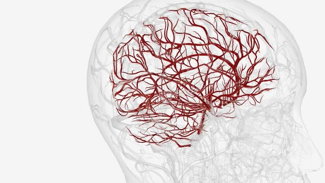 Arteries of brain 3d medical