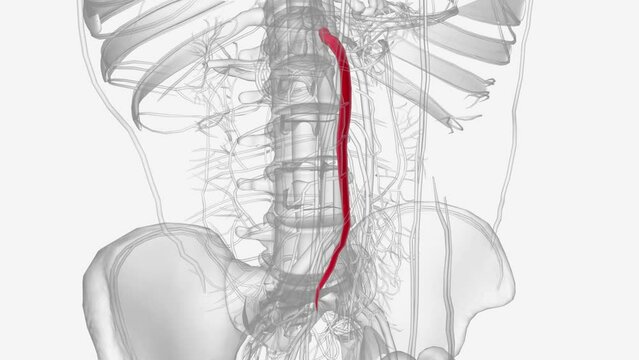 The superior mesenteric artery provides blood to the pancreas and parts of the small intestine and large intestine .