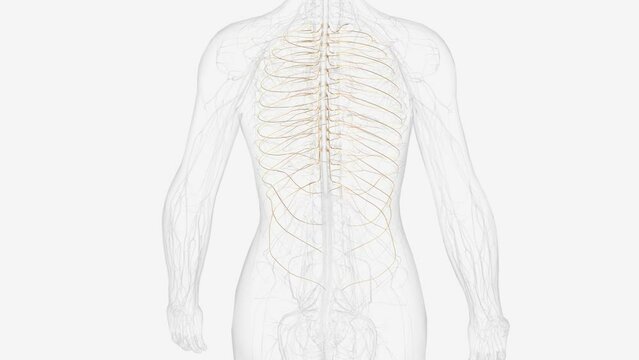 The thoracic spine has 12 nerve roots (T1 to T12) on each side of the spine that branch from the spinal cord and control motor and sensory signals mostly .