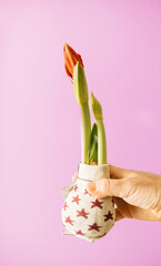 A male hand gently holds a potted Amaryllis flower against a pink background. The pot is adorned with star patterns, creating a charming and festive floral arrangement