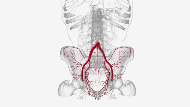Major Arteries of the Pelvis: Internal Iliac Umbilical artery .