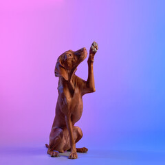 A poised Vizsla dog raises its paw against a gradient purple backdrop