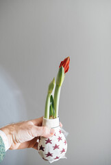 A male hand gently holds a potted Amaryllis flower in a star-covered pot against a gray background, creating a serene and elegant floral composition