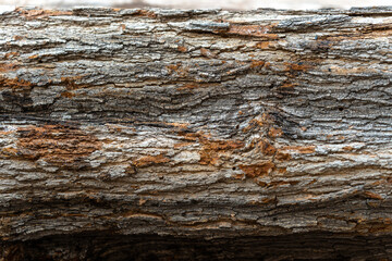 Wood texture of cut natural trees for fireplace