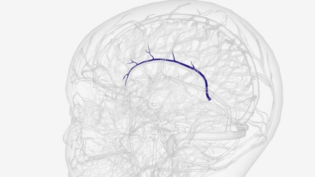 The inferior sagittal sinus is a dural venous sinus found within the inferior, free margin of the falx cerebri .