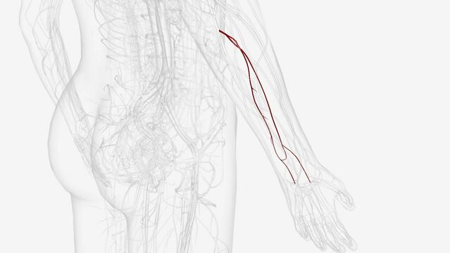 Branches of right ulnar artery .