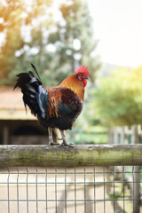 Free rooster on top of a fence of an organic farm