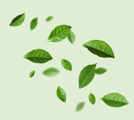 Naklejka premium Fresh green tea leaves falling on color background
