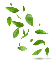 Fresh green tea leaves falling on white background