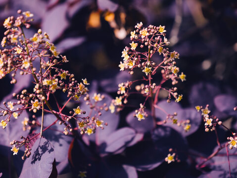 A close-up image showcases a plant with purple leaves and tiny yellow flowers, emphasizing the intricate details of its foliage and blossoms. Natural beauty in focus