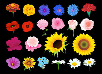 Vector collection of flowers, summer botanical icons isolated on a black background. Vector elements are perfect for the design of greeting cards, posters, or invitations.