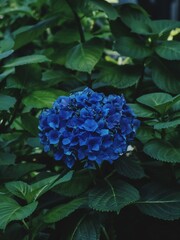 Hydrangea flower of blue-violet color. Bud close-up. Garden plant. Green natural background