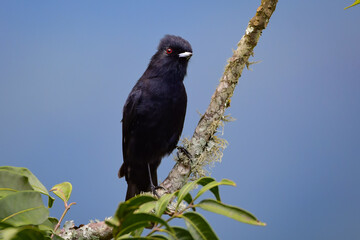Velvety Black-tyrant perched on a branch (Knipolegus nigerrimus)