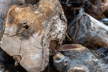 Wood texture of cut natural trees for fireplace