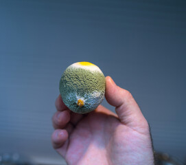 A hand displaying a citrus fruit with a textured surface, showing varying stages of mold growth against a neutral background.