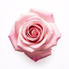 pink rose is isolated on a white background